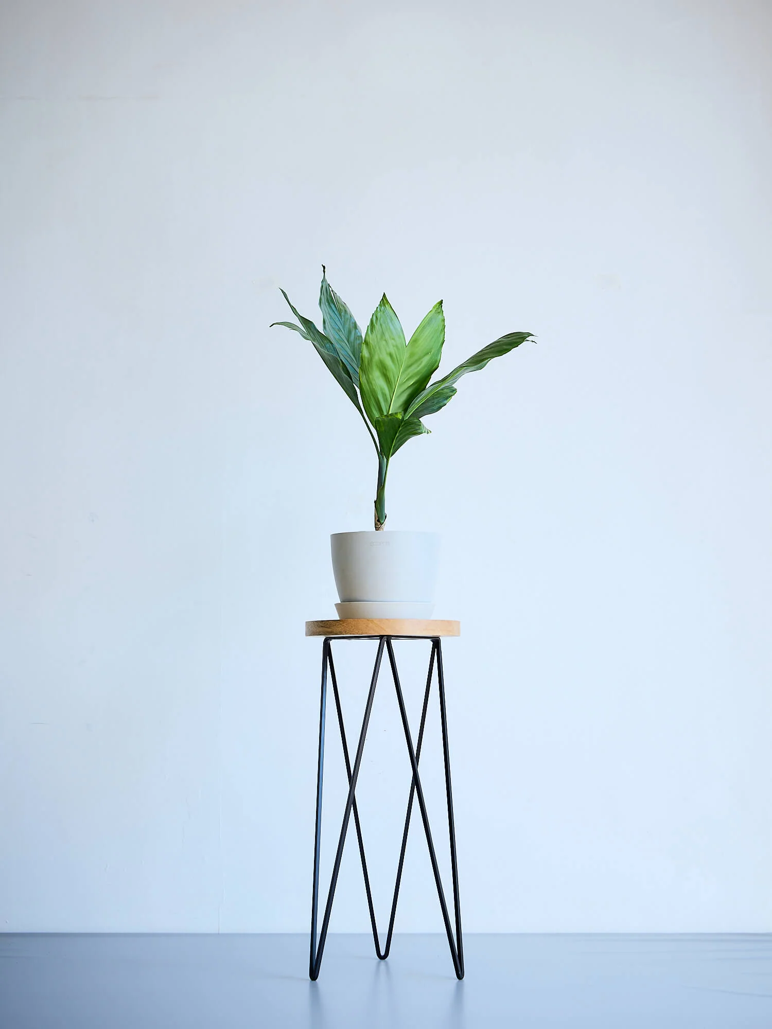 Plant Stand Iron - L - Image 5
