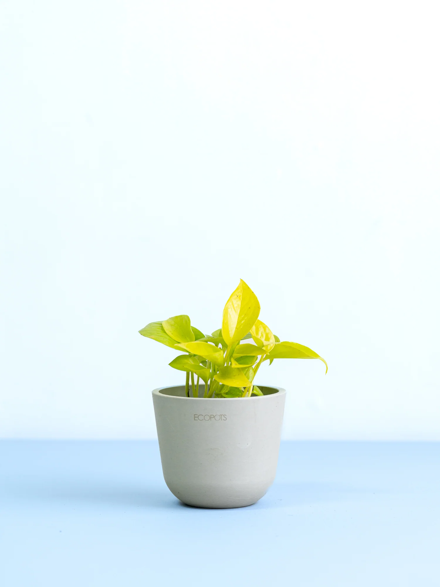 【クリアプランツ】ポトス・ライム Table-S - Image 14