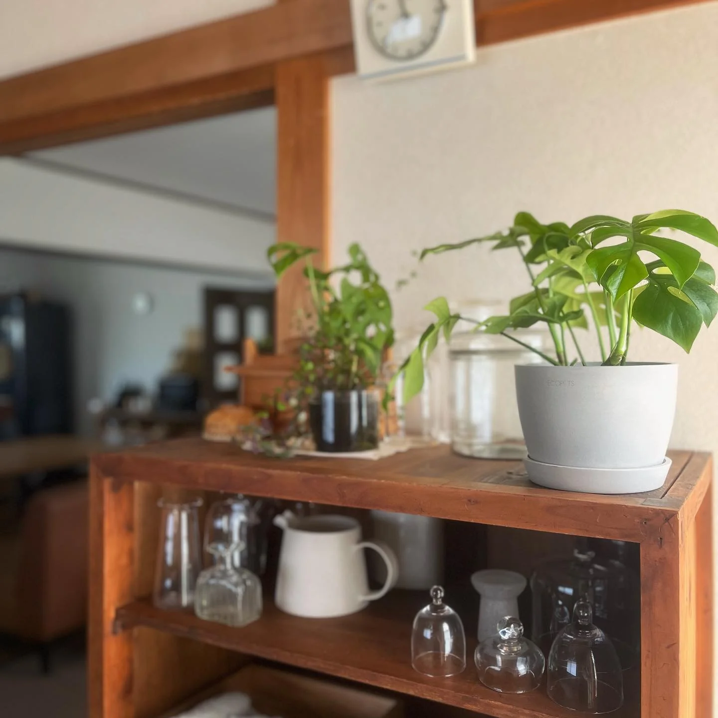 ヒメモンステラ Table-L - Image 21