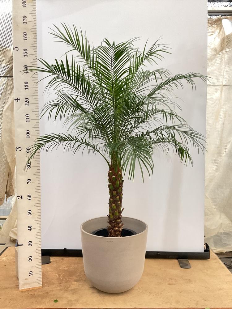 フェニックス・ロベレニー XL 【首都圏限定】 - Image 26