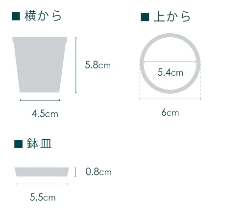 【クリアプランツ】シェフレラ Baby - Image 13