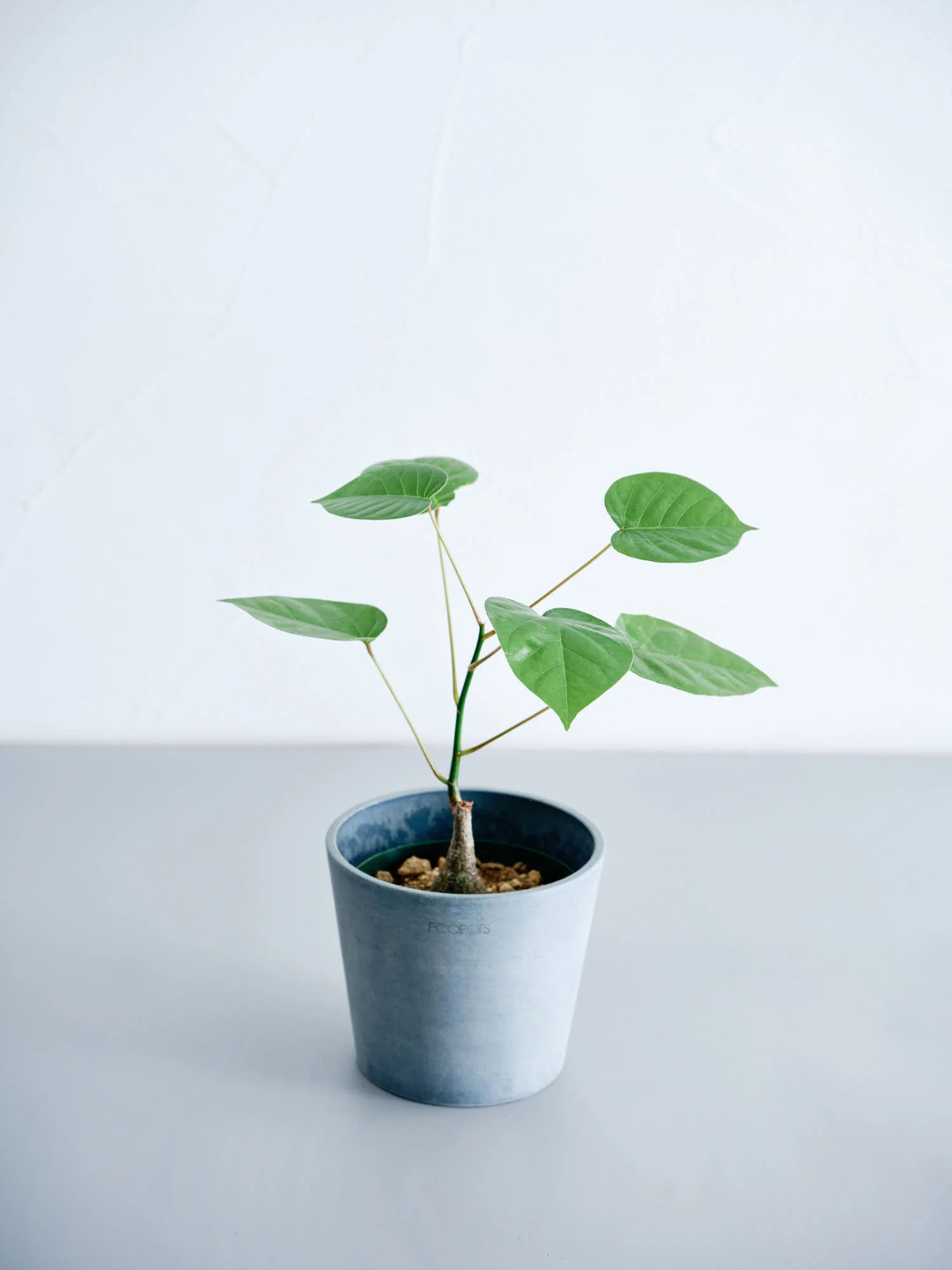 ボンバックス 実生 Table-M - Image 6
