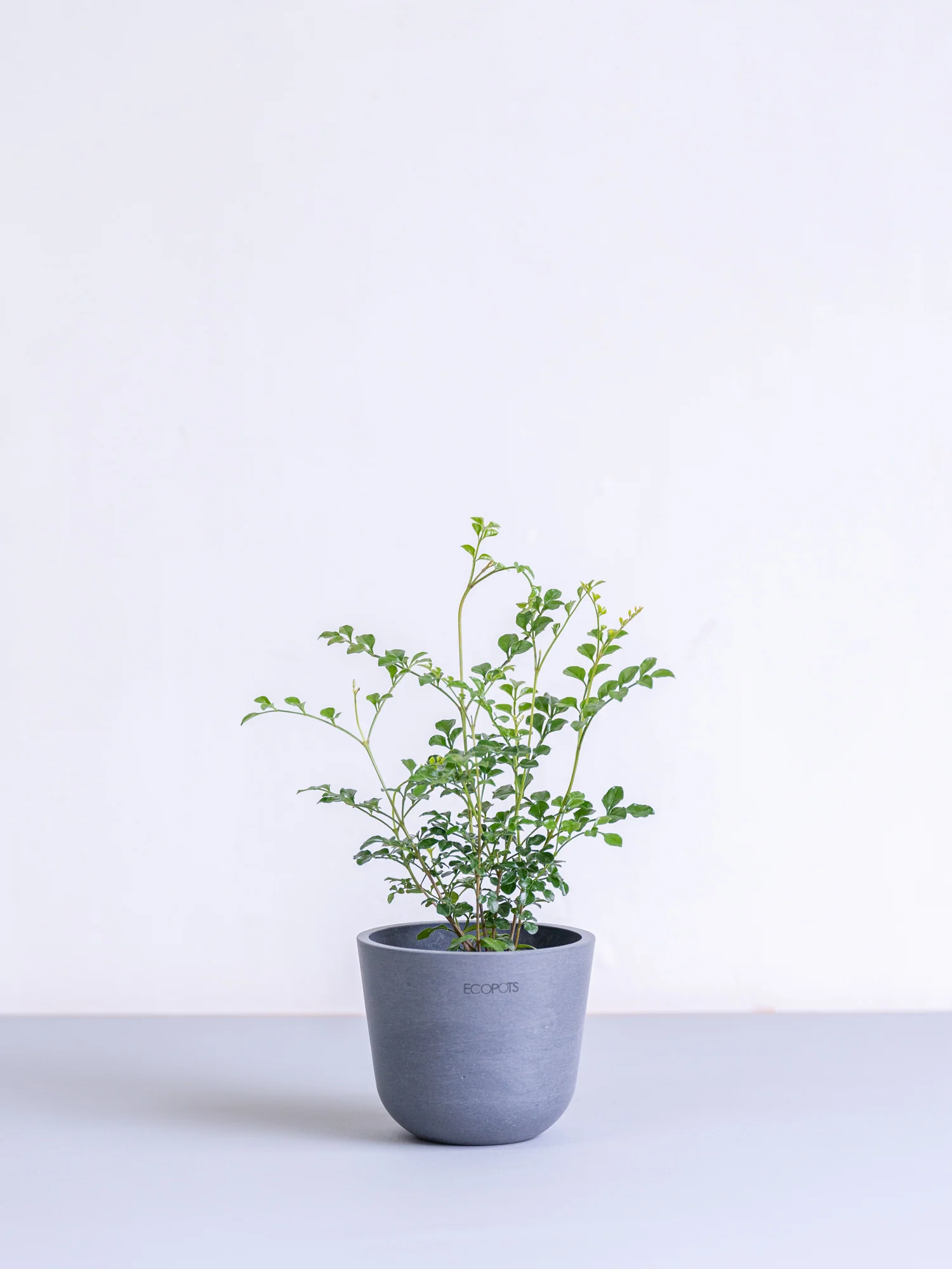 シマトネリコ Table-S - Image 18
