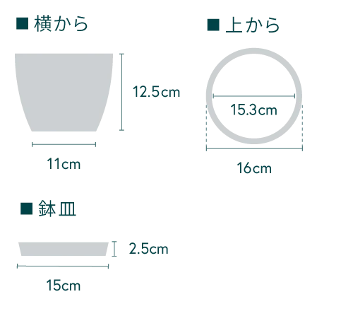 ストレリチア・ノンリーフ Table-L - Image 19