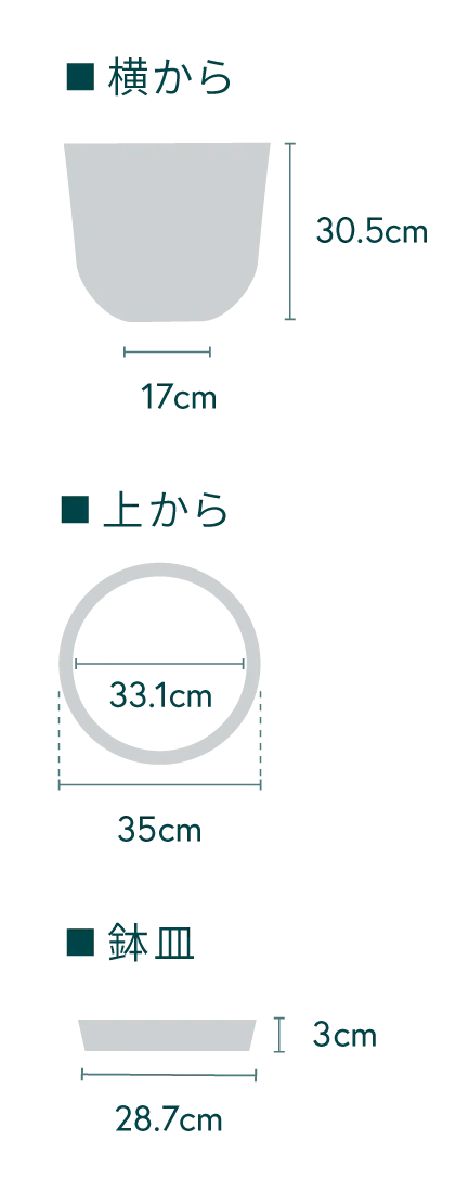 ストレリチア・レギネ L - Image 15