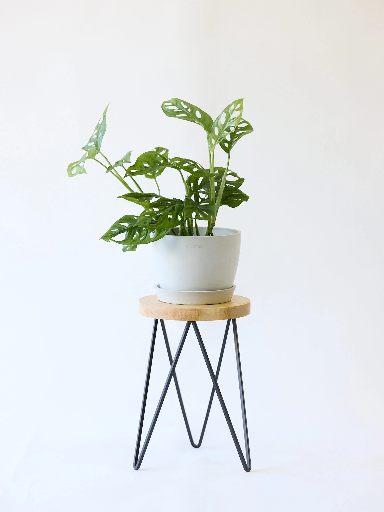 マドカズラ Table-L - Image 9