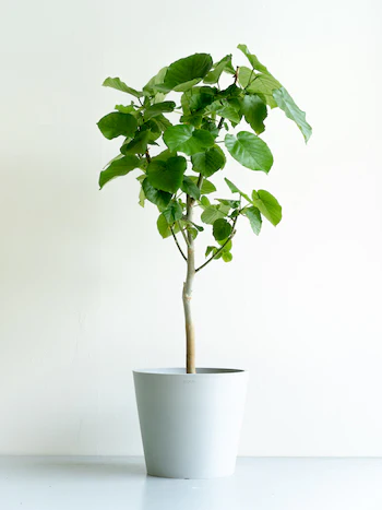 フィカス・ウンベラータ L - Image 19