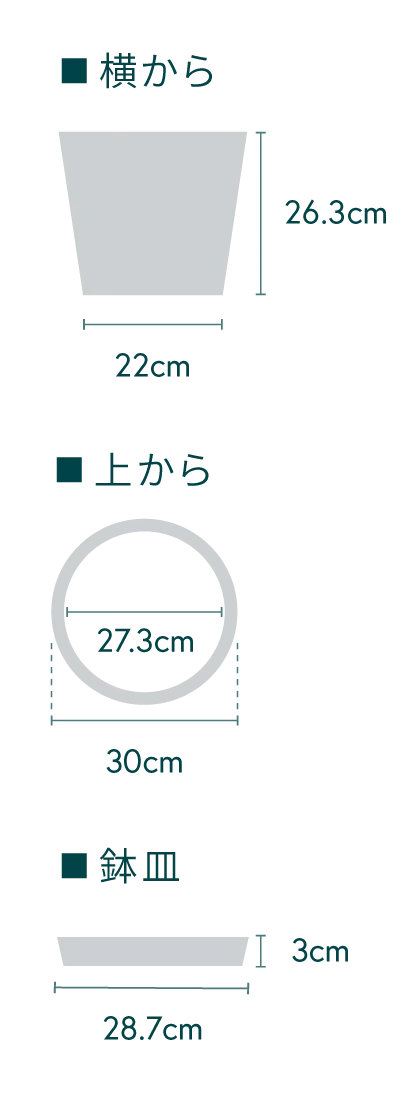 フィカス・ウンベラータ L - Image 26