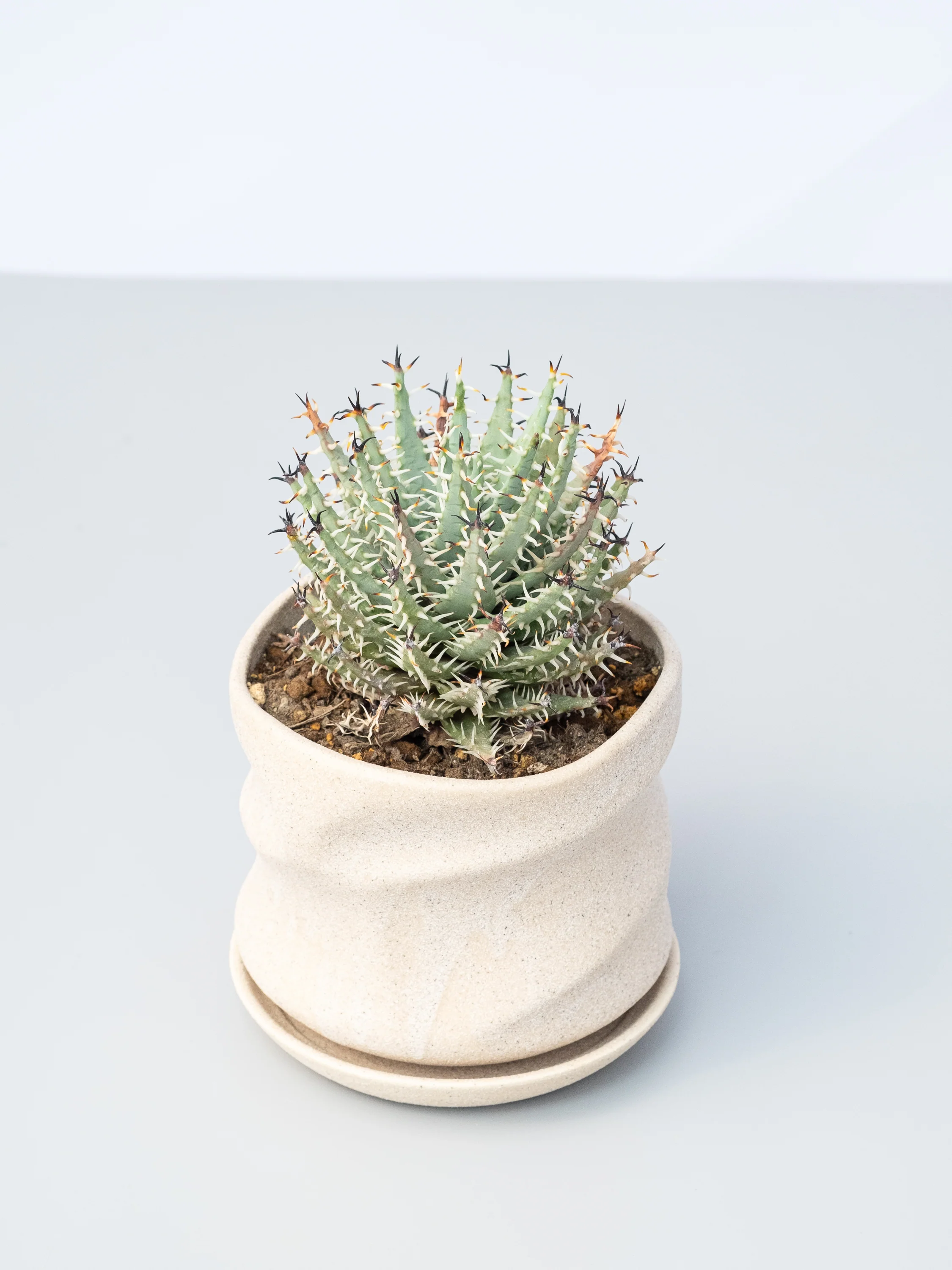 【一点もの】アロエ・エリナケア Table-L - Image 3