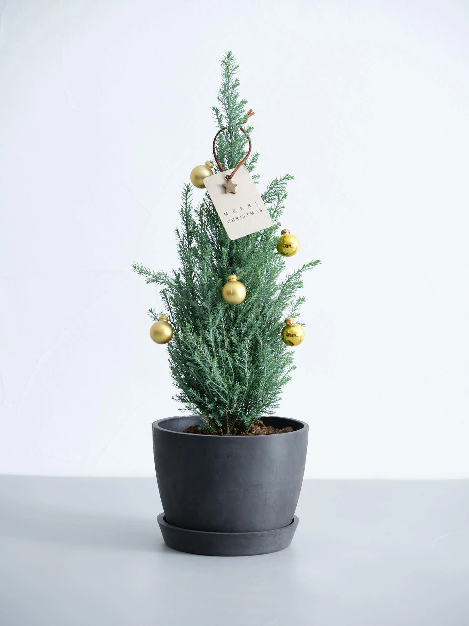 【クリスマス】ローソンヒノキ ”シルバースター”  -ゴールド- Table-L - Image 4