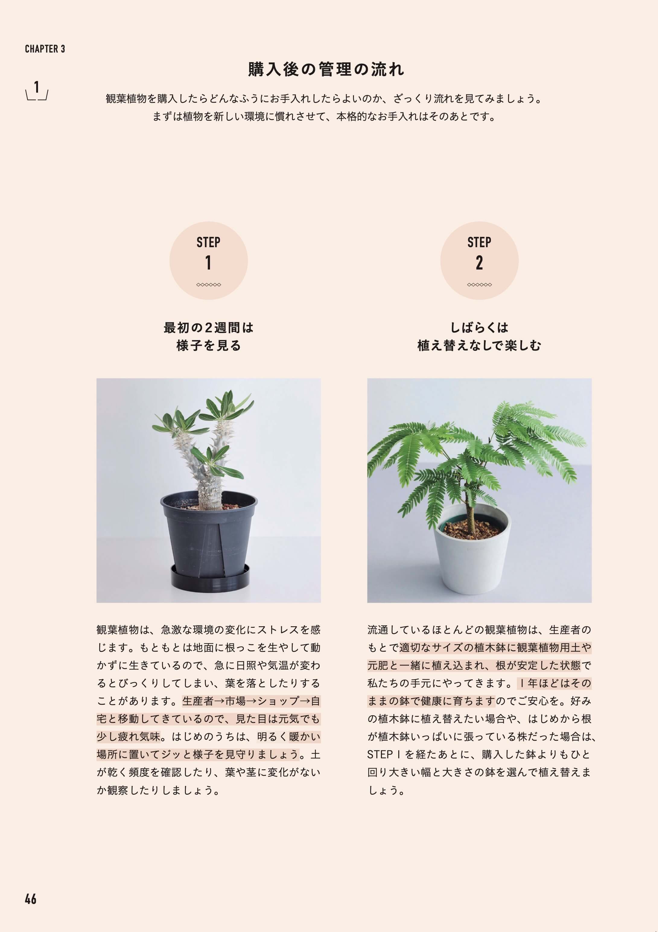 書籍「決定版 よくわかる観葉植物」 - Image 4