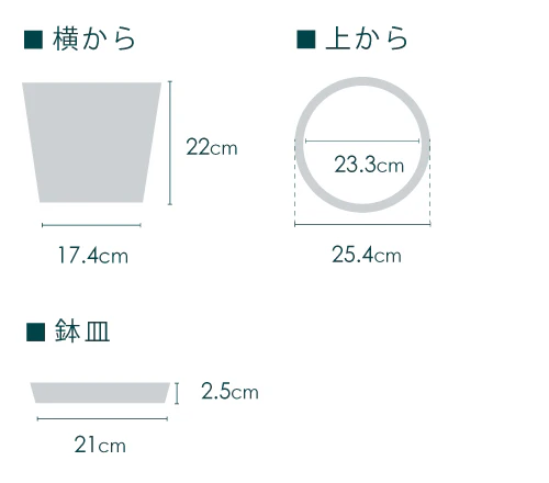 ユッカ・エレファンティペス M - Image 16